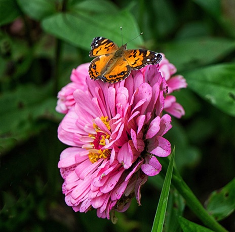 Butterfly Feast - JHP135